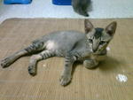 Mumu - Domestic Short Hair Cat