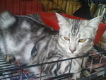Jalo - Domestic Medium Hair Cat