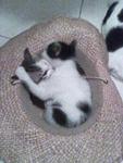 Mum &amp; 3 Kittens Urgently Need Home - Domestic Short Hair Cat