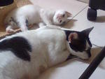 Mum &amp; 3 Kittens Urgently Need Home - Domestic Short Hair Cat