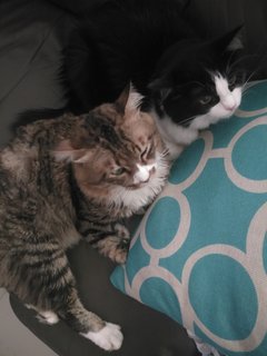 Mochi - Tabby + Domestic Long Hair Cat