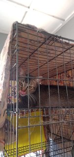 Yomod - Siamese + Bengal Cat