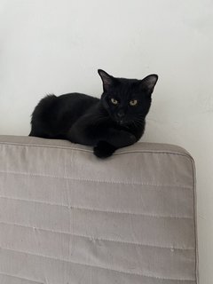 Ash & Ember - Domestic Short Hair Cat