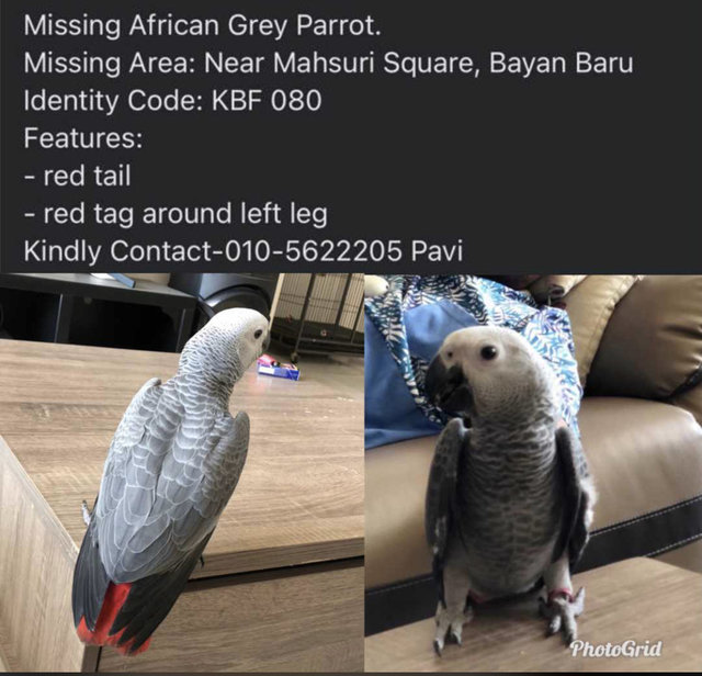 Ravan - African Grey Bird