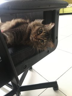 Mimi  - Persian + Domestic Long Hair Cat