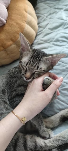 Mako (Adopted) - Tabby Cat