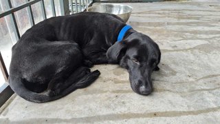 Blackie (Found At Puchong Utama) - Mixed Breed Dog