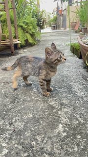 Little Cutie  - Domestic Short Hair Cat