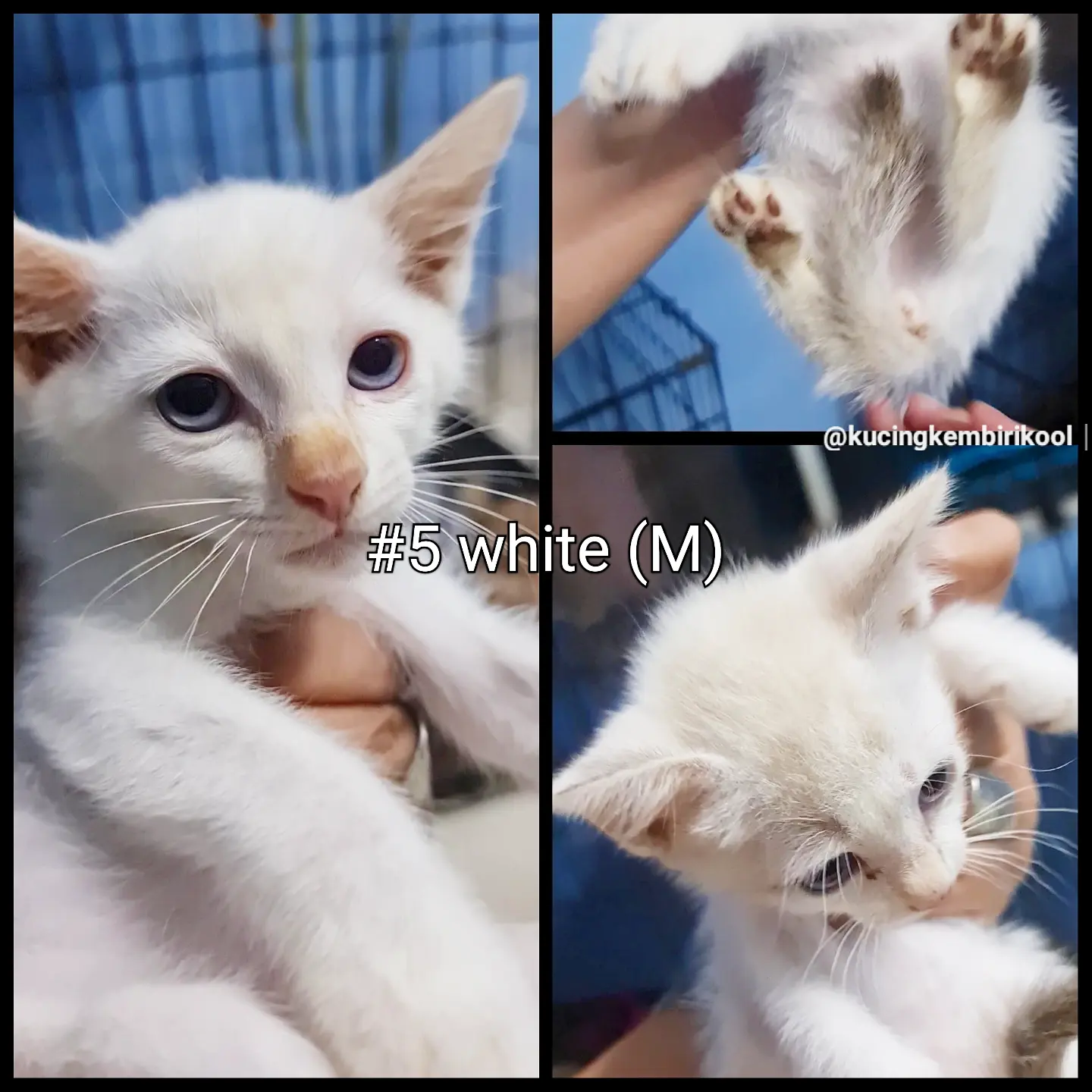 #5 White (M) - Domestic Short Hair Cat