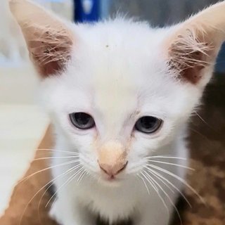 #5 White (M) - Domestic Short Hair Cat