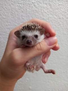 Hedgehog - Hedgehog Small & Furry