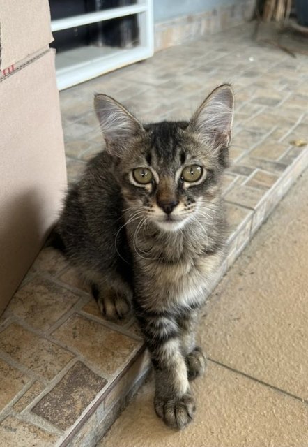 Kubu, Fraser & Yogi - Domestic Medium Hair + Domestic Short Hair Cat