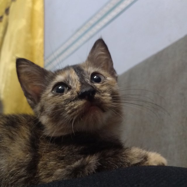 Mon - Domestic Short Hair Cat