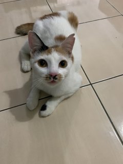 Miu Miu  - Domestic Short Hair Cat