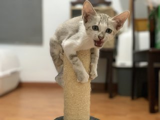Dopey - Domestic Short Hair Cat