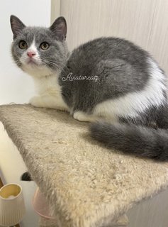 Daisy - British Shorthair Cat