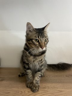 Lester - Maine Coon + Domestic Medium Hair Cat