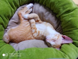 Oren - Domestic Short Hair Cat