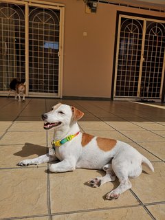 Butter - Jack Russell Terrier Dog