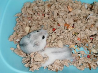 Cotton & Coconut - Roborovsky's Hamster Hamster