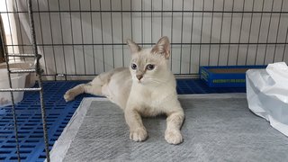 Stella (Fka Lily) - Domestic Short Hair Cat