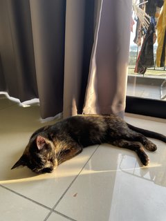 Nala (Spayed) - Domestic Short Hair Cat