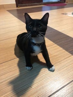 Brownie, Alien, Blacky And Oreo - Domestic Medium Hair Cat