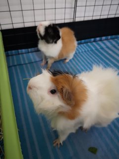 Buster (Right) And Bruce ( Left) - Guinea Pig Small & Furry