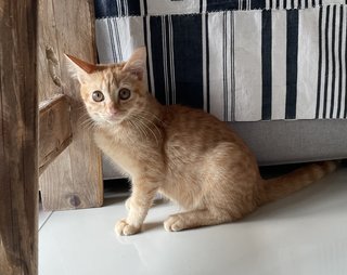 Yaka - Domestic Short Hair Cat