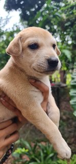 Rescued Pups - Mixed Breed Dog