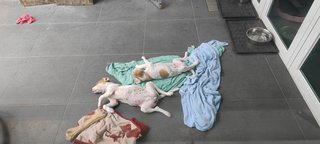 Princess And Tiny - Beagle Mix Dog