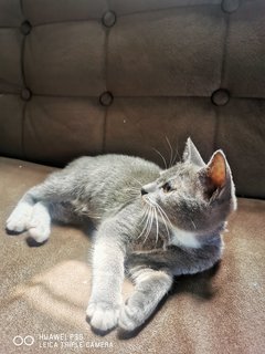 Grey  - Domestic Short Hair Cat