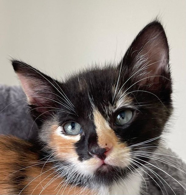Mia (Fluffy Haired Baby Kitten) - Domestic Short Hair Cat