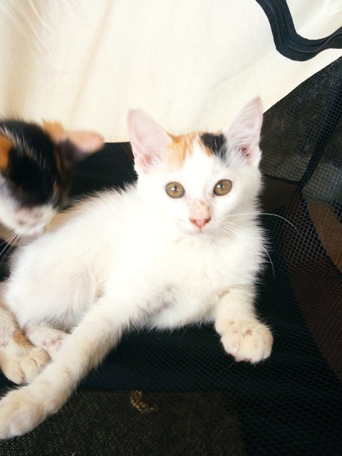 Cutie Pies - Domestic Medium Hair Cat