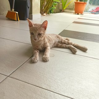 Mocha - Domestic Medium Hair Cat
