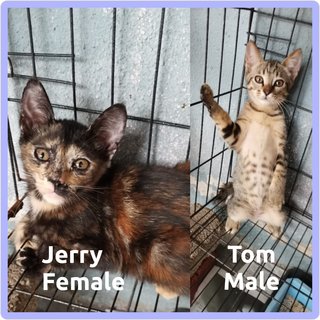 Tom And Jerry - Domestic Short Hair Cat