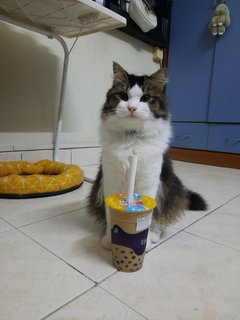 Mai Ya - Tuxedo + Domestic Medium Hair Cat