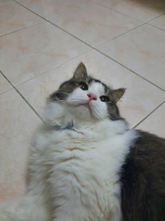 Mai Ya - Tuxedo + Domestic Medium Hair Cat