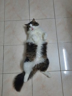 Mai Ya - Tuxedo + Domestic Medium Hair Cat