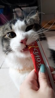 Mai Ya - Tuxedo + Domestic Medium Hair Cat