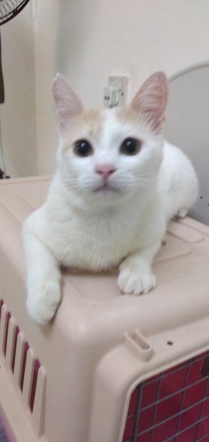 Patrick - Domestic Short Hair Cat