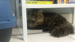 Toshi  - Persian Cat