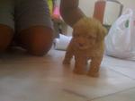 Brown Qq Toy Poodle - Poodle Dog