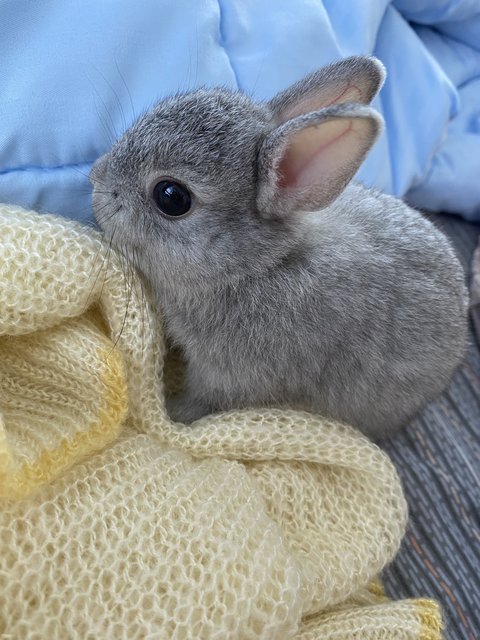 Baby - Netherland Dwarf Rabbit