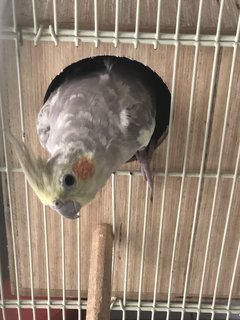 Kayla  - Cockatiel Bird
