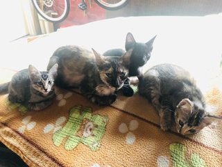A beautiful family of 4 who are not scared of people