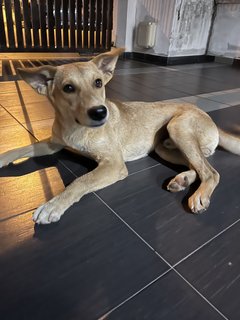 Golden Puppy For Adoption  - Mixed Breed Dog