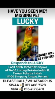 Lucky - Conure + Parrot Bird
