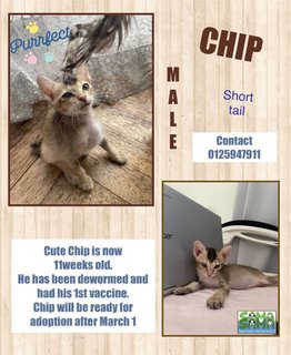 Chip Adopted - Domestic Short Hair Cat