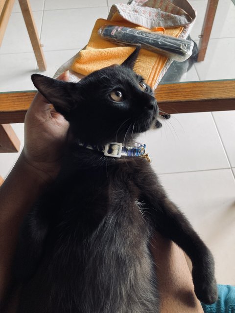 Toby And Salem - Domestic Long Hair + Domestic Short Hair Cat